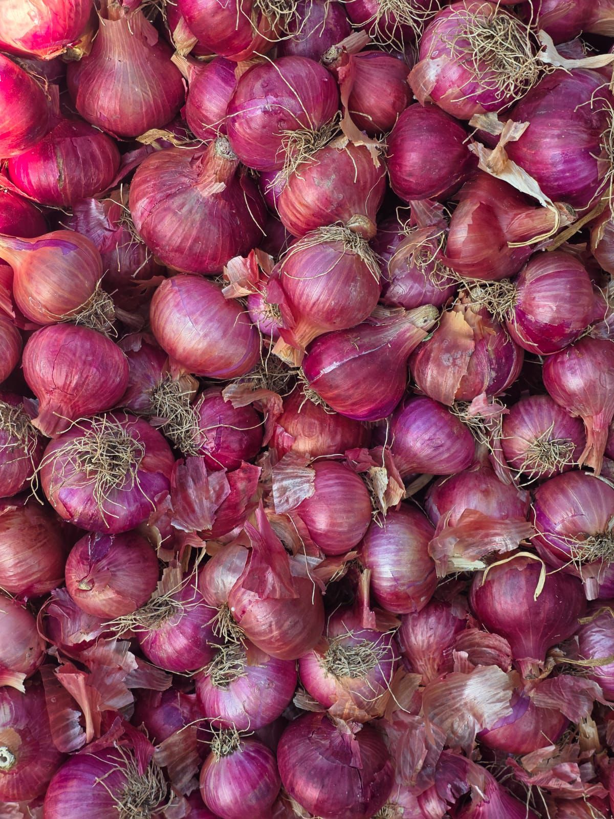 fruits exporters in chennai